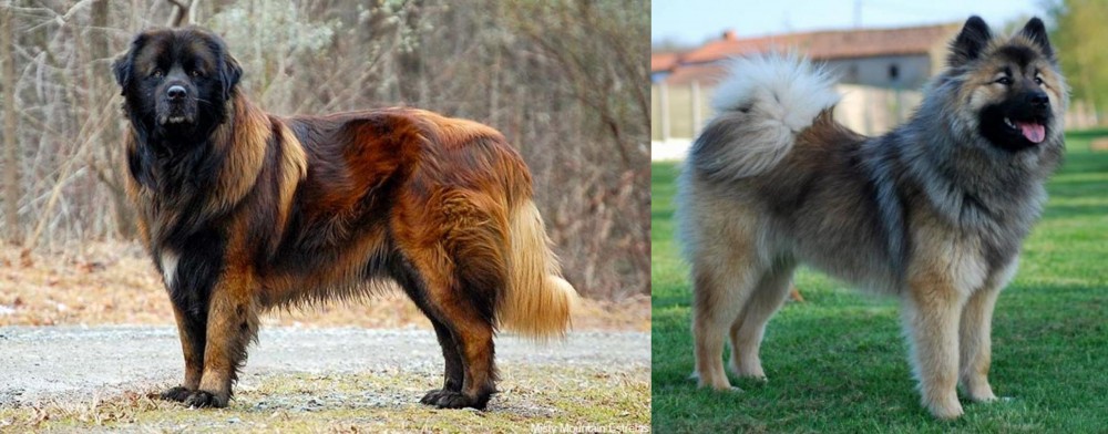 Eurasier vs Estrela Mountain Dog - Breed Comparison