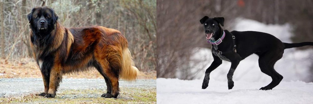 Eurohound vs Estrela Mountain Dog - Breed Comparison