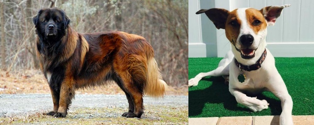 Feist vs Estrela Mountain Dog - Breed Comparison