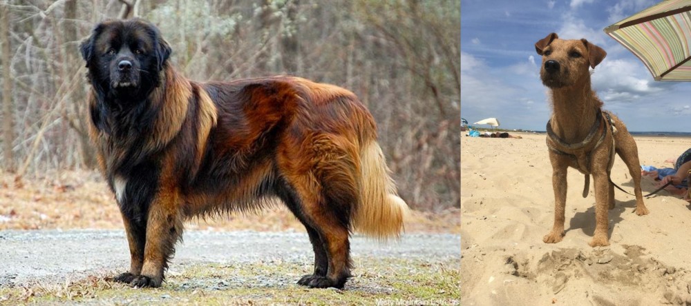 Fell Terrier vs Estrela Mountain Dog - Breed Comparison