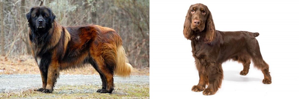 Field Spaniel vs Estrela Mountain Dog - Breed Comparison