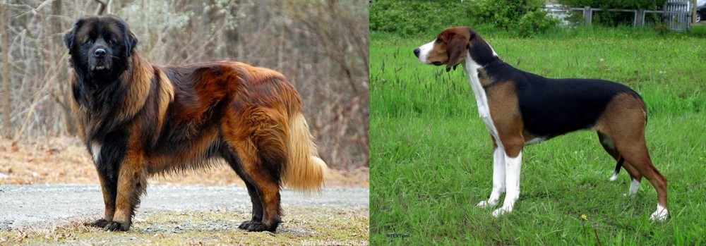 Finnish Hound vs Estrela Mountain Dog - Breed Comparison