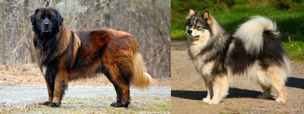 Finnish Lapphund vs Estrela Mountain Dog - Breed Comparison