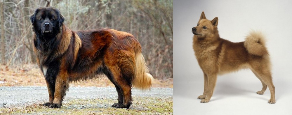 Finnish Spitz vs Estrela Mountain Dog - Breed Comparison