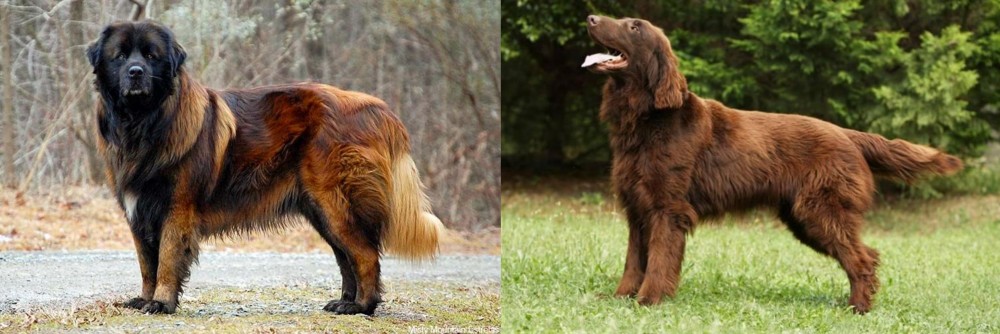 Flat-Coated Retriever vs Estrela Mountain Dog - Breed Comparison