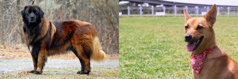 Formosan Mountain Dog vs Estrela Mountain Dog - Breed Comparison