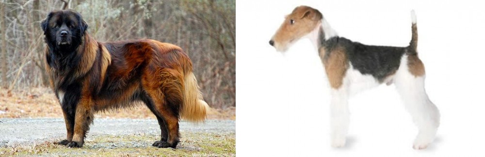 Fox Terrier vs Estrela Mountain Dog - Breed Comparison