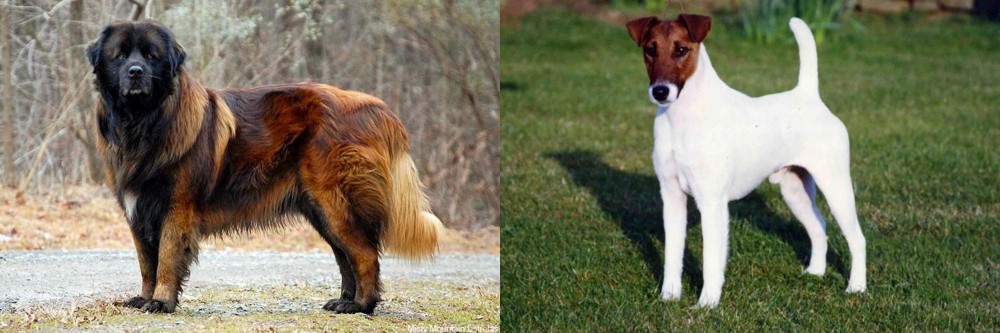 Fox Terrier (Smooth) vs Estrela Mountain Dog - Breed Comparison