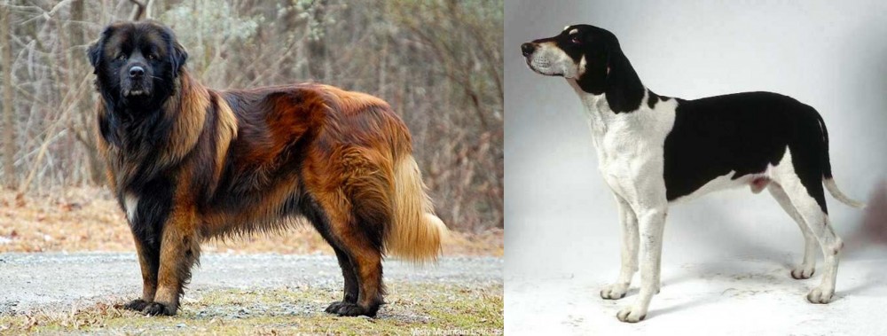 Francais Blanc et Noir vs Estrela Mountain Dog - Breed Comparison