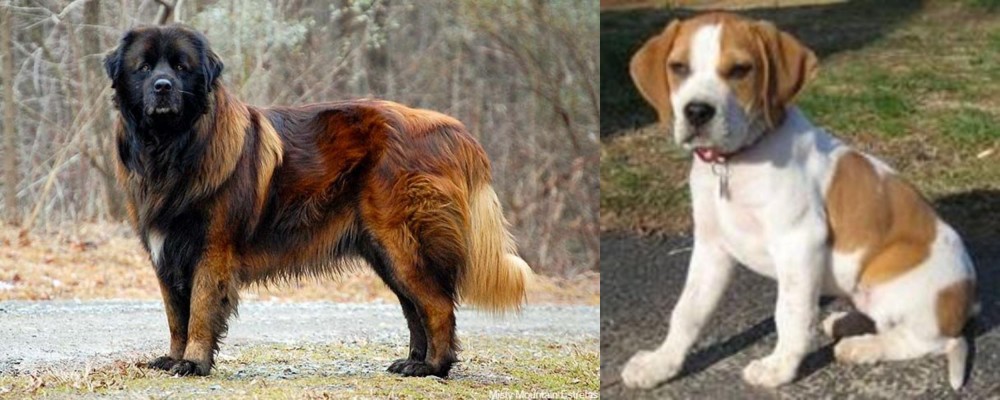 Francais Blanc et Orange vs Estrela Mountain Dog - Breed Comparison