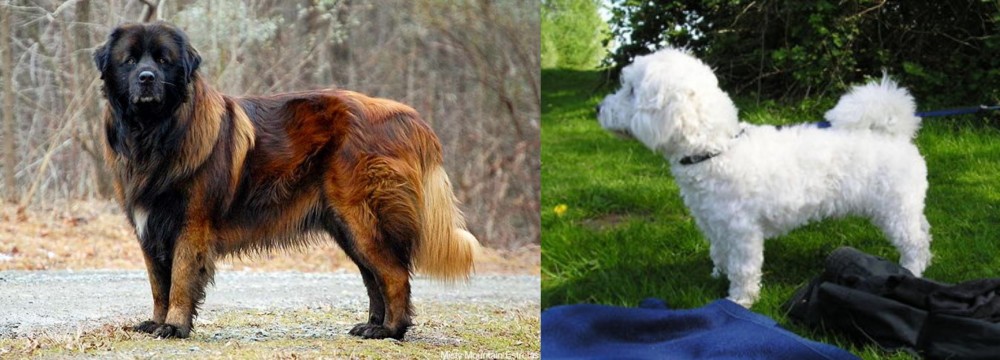 Franzuskaya Bolonka vs Estrela Mountain Dog - Breed Comparison