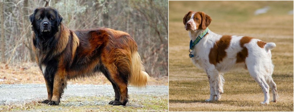 French Brittany vs Estrela Mountain Dog - Breed Comparison