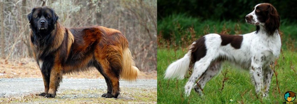 French Spaniel vs Estrela Mountain Dog - Breed Comparison