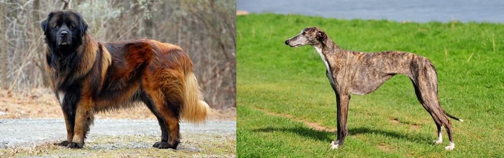 Galgo Espanol vs Estrela Mountain Dog - Breed Comparison