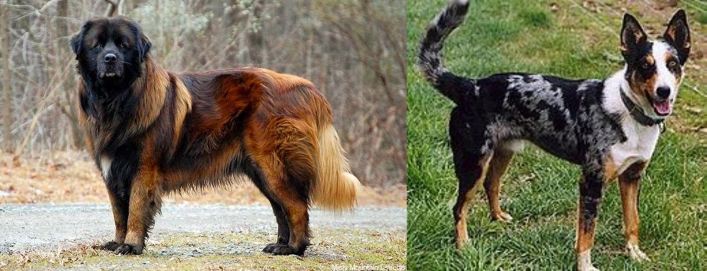 German Coolie vs Estrela Mountain Dog - Breed Comparison