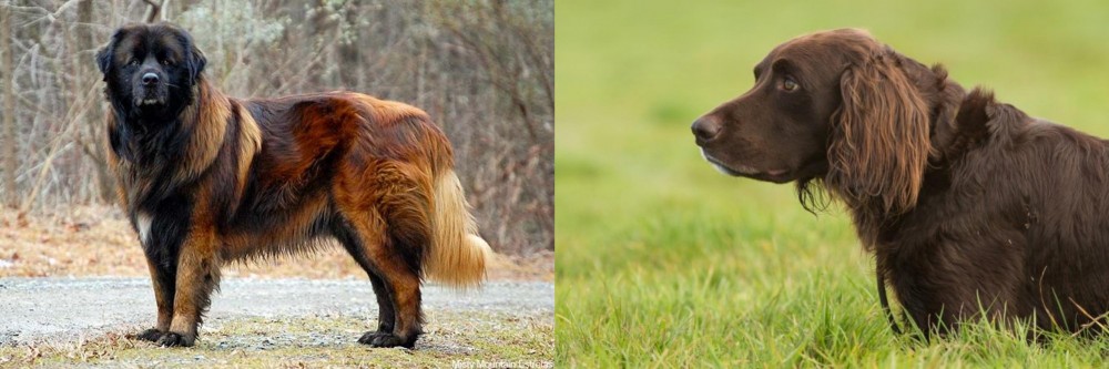 German Longhaired Pointer vs Estrela Mountain Dog - Breed Comparison