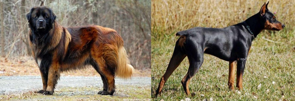 German Pinscher vs Estrela Mountain Dog - Breed Comparison