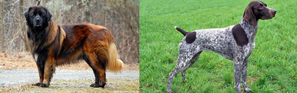 German Shorthaired Pointer vs Estrela Mountain Dog - Breed Comparison