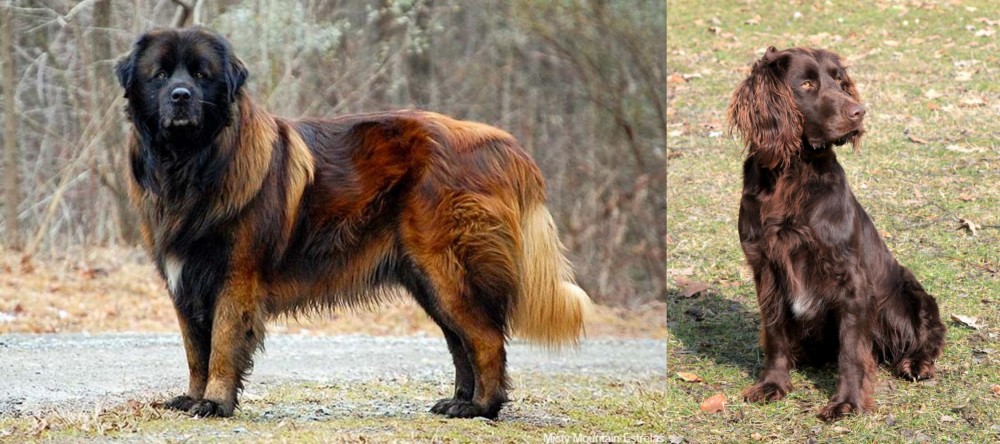German Spaniel vs Estrela Mountain Dog - Breed Comparison