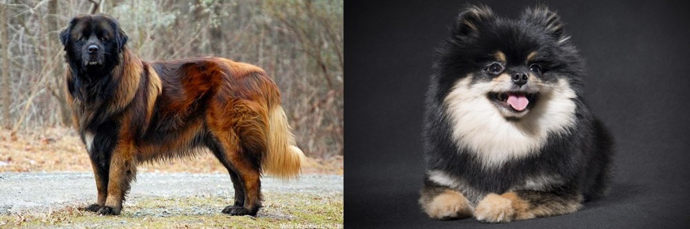 German Spitz (Klein) vs Estrela Mountain Dog - Breed Comparison
