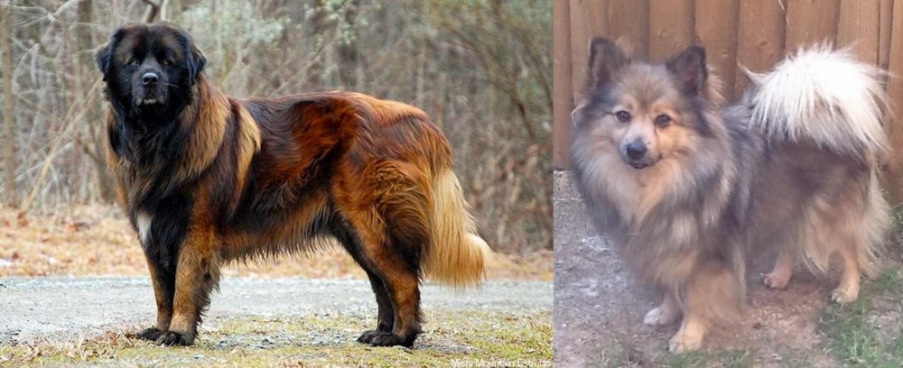 German Spitz (Mittel) vs Estrela Mountain Dog - Breed Comparison