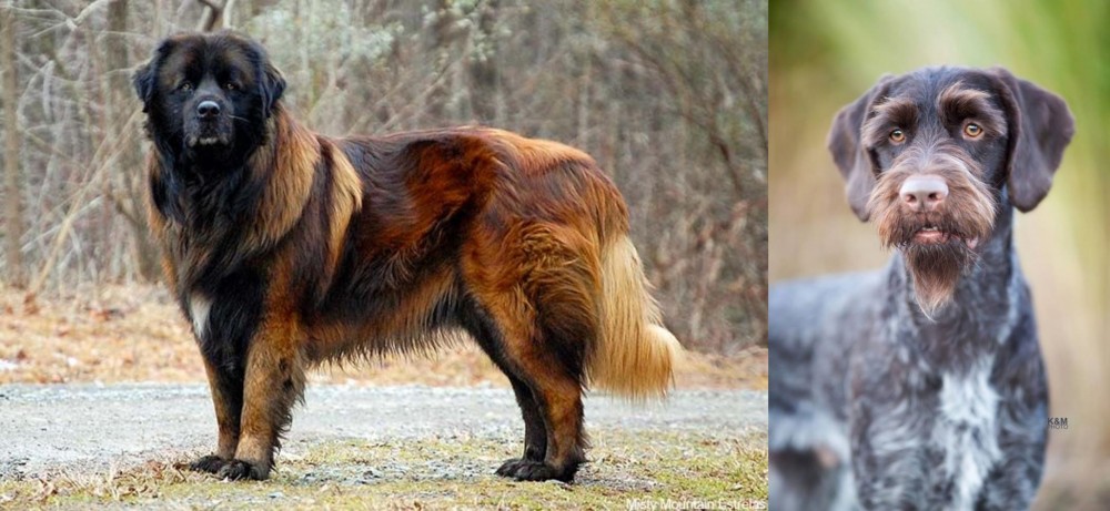 German Wirehaired Pointer vs Estrela Mountain Dog - Breed Comparison