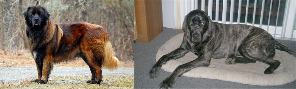 Giant Maso Mastiff vs Estrela Mountain Dog - Breed Comparison