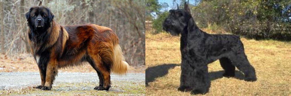 Giant Schnauzer vs Estrela Mountain Dog - Breed Comparison