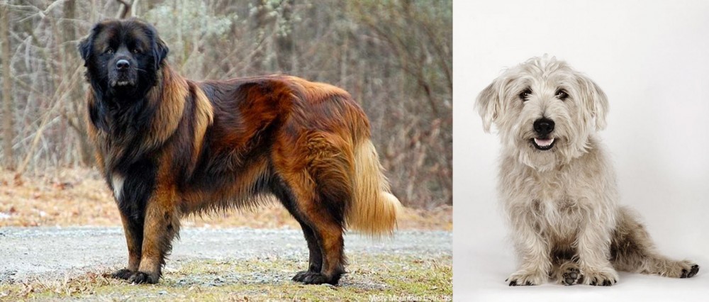 Glen of Imaal Terrier vs Estrela Mountain Dog - Breed Comparison