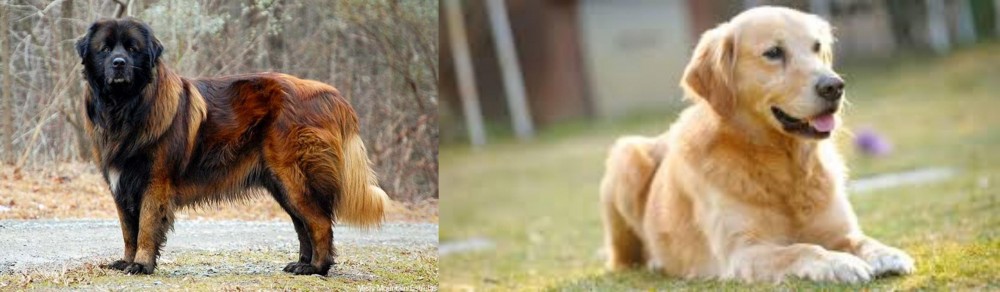 Goldador vs Estrela Mountain Dog - Breed Comparison