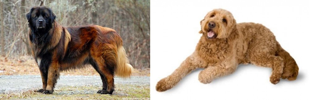 Golden Doodle vs Estrela Mountain Dog - Breed Comparison