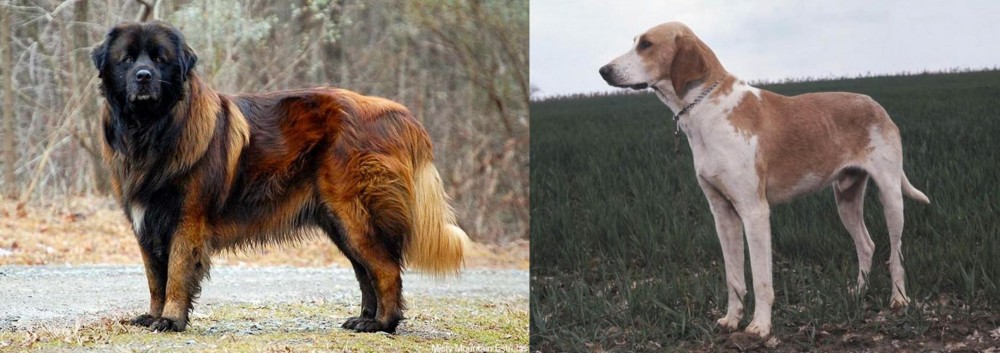 Grand Anglo-Francais Blanc et Orange vs Estrela Mountain Dog - Breed Comparison