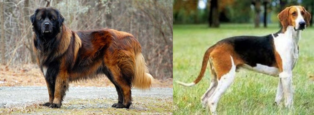 Grand Anglo-Francais Tricolore vs Estrela Mountain Dog - Breed Comparison