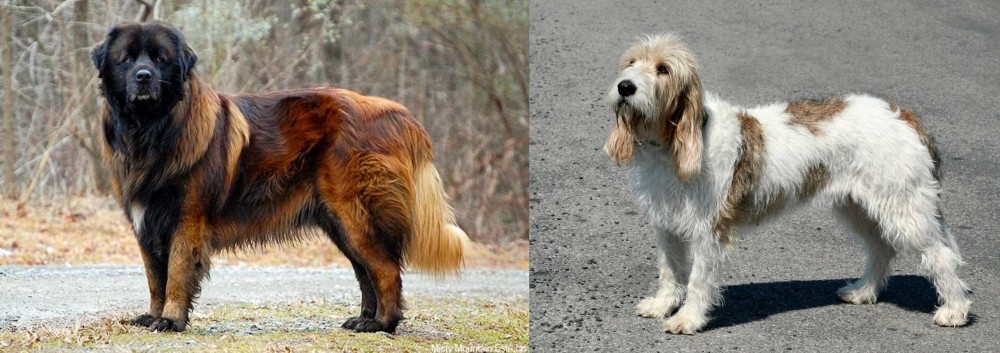 Grand Basset Griffon Vendeen vs Estrela Mountain Dog - Breed Comparison