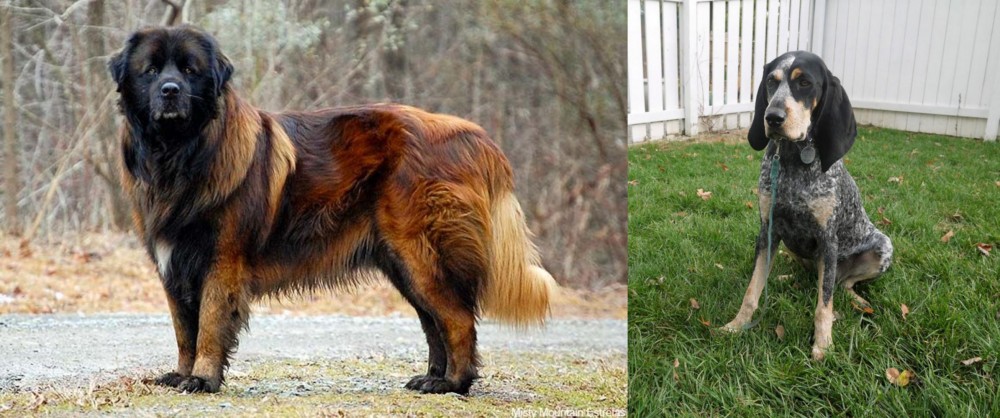 Grand Bleu de Gascogne vs Estrela Mountain Dog - Breed Comparison