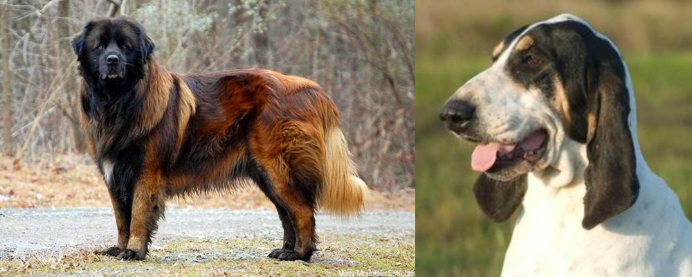Grand Gascon Saintongeois vs Estrela Mountain Dog - Breed Comparison