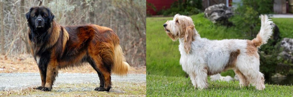 Grand Griffon Vendeen vs Estrela Mountain Dog - Breed Comparison