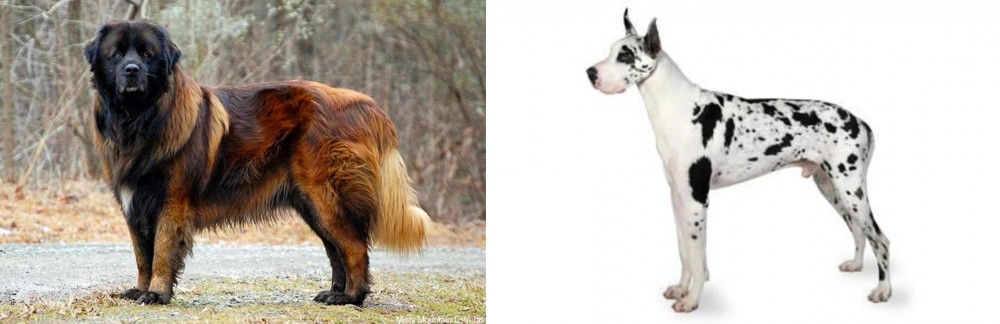 Great Dane vs Estrela Mountain Dog - Breed Comparison