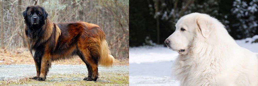 Great Pyrenees vs Estrela Mountain Dog - Breed Comparison