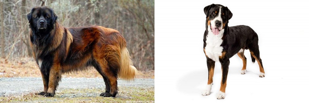 Greater Swiss Mountain Dog vs Estrela Mountain Dog - Breed Comparison