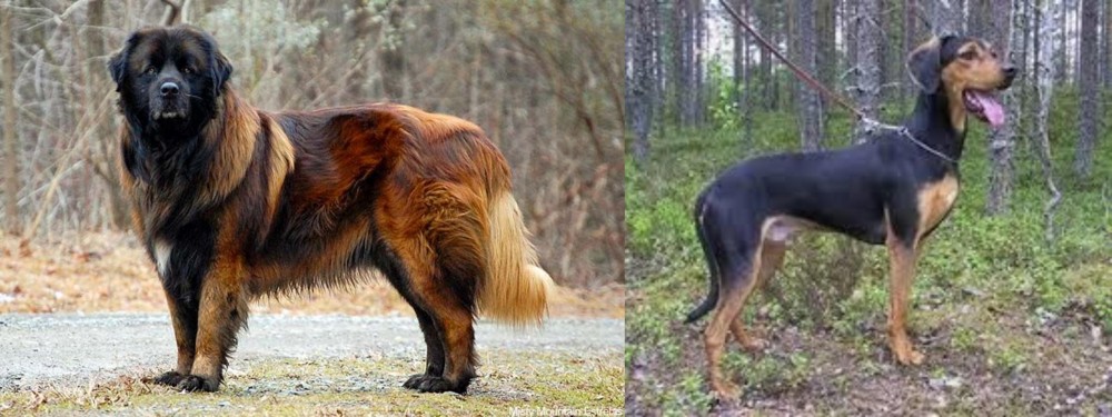 Greek Harehound vs Estrela Mountain Dog - Breed Comparison