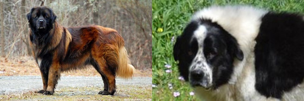 Greek Sheepdog vs Estrela Mountain Dog - Breed Comparison