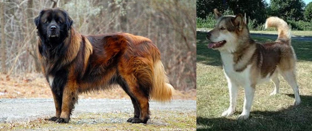 Greenland Dog vs Estrela Mountain Dog - Breed Comparison