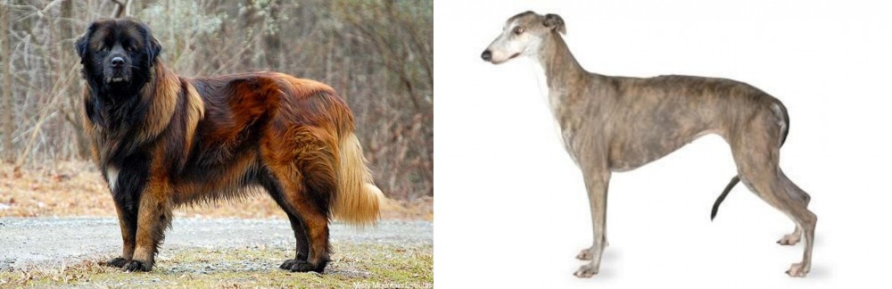 Greyhound vs Estrela Mountain Dog - Breed Comparison