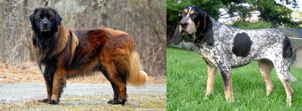 Griffon Bleu de Gascogne vs Estrela Mountain Dog - Breed Comparison