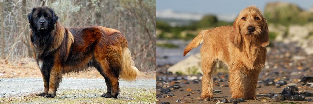 Griffon Fauve de Bretagne vs Estrela Mountain Dog - Breed Comparison