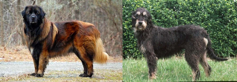 Griffon Nivernais vs Estrela Mountain Dog - Breed Comparison