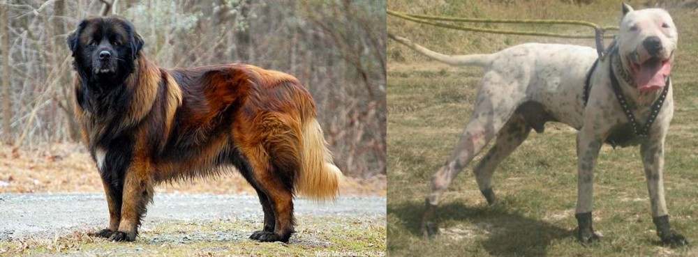 Gull Dong vs Estrela Mountain Dog - Breed Comparison