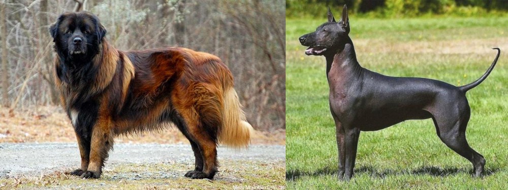 Hairless Khala vs Estrela Mountain Dog - Breed Comparison