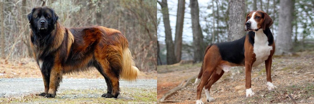 Hamiltonstovare vs Estrela Mountain Dog - Breed Comparison